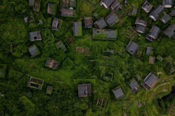 ‘Gótico botánico’: bosques vengadores y hiedras invasoras