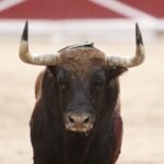 Aparatosos y descastados toros de Fuente Ymbro