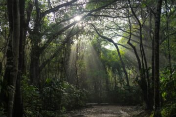 ‘Noche negra’, de Pilar Quintana: la selva dentro del corazón