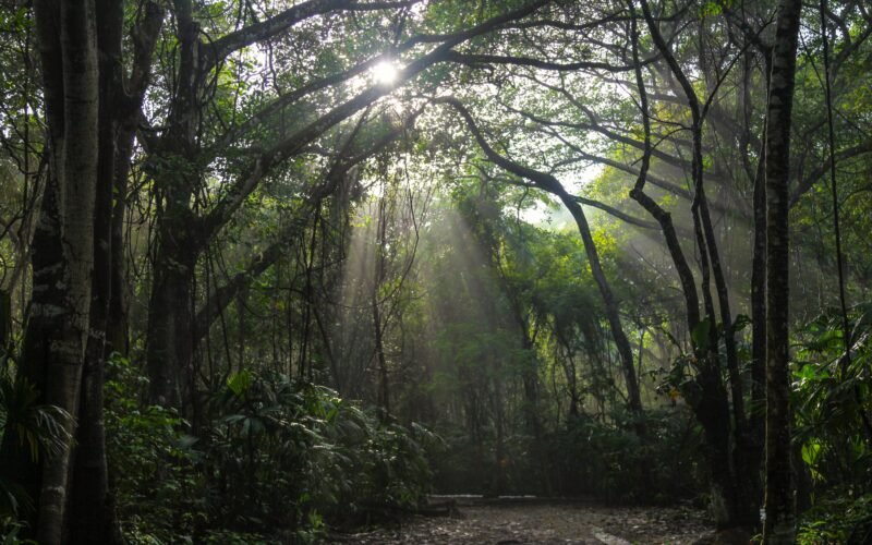 ‘Noche negra’, de Pilar Quintana: la selva dentro del corazón