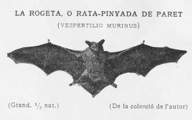 Dels rats penats: de Víctor Català als escuts