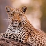 Cuando la palabra más bonita del mundo es ‘leopardo’