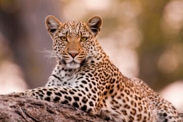 Cuando la palabra más bonita del mundo es ‘leopardo’