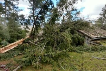 Un árbol encima de mi casa