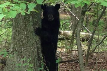 El oso más peligroso no es el ‘grizzly’ ni el polar