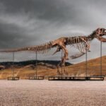 Sotheby’s subastará un dinosaurio ‘T. rex’ con un precio de salida de 20 millones de dólares