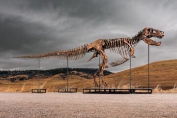 Sotheby’s subastará un dinosaurio ‘T. rex’ con un precio de salida de 20 millones de dólares