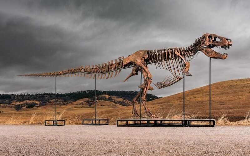 Sotheby’s subastará un dinosaurio ‘T. rex’ con un precio de salida de 20 millones de dólares