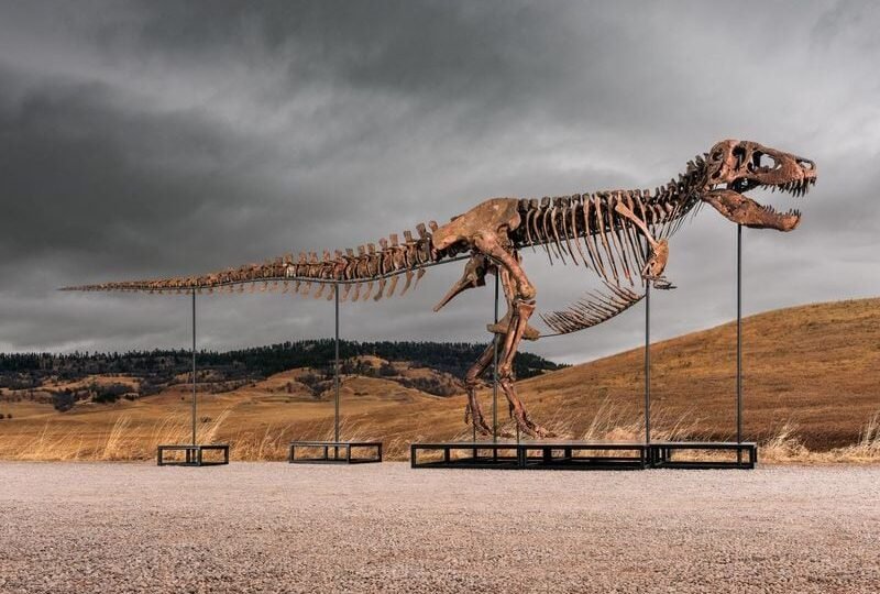 Sotheby’s subastará un dinosaurio ‘T. rex’ con un precio de salida de 20 millones de dólares
