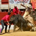 El toro Langosto y el picador Puchano, un emocionantísimo combate